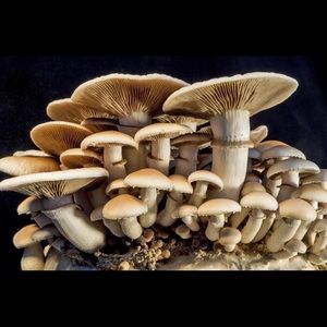 Meet your Posher, Cara